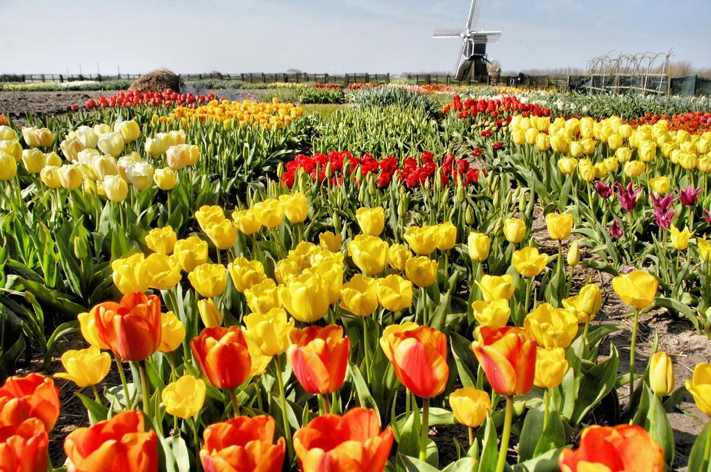 Buitenplaats Witte Raaf Aan Zee